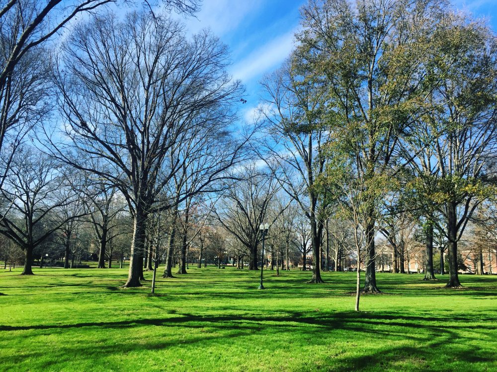 Green grass in the Grove